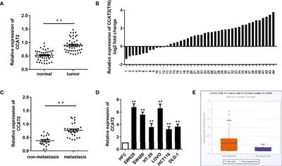 Long Non-Coding RNA CCAT2 Activates RAB14 and Acts as an Oncogene in Colorectal Cancer